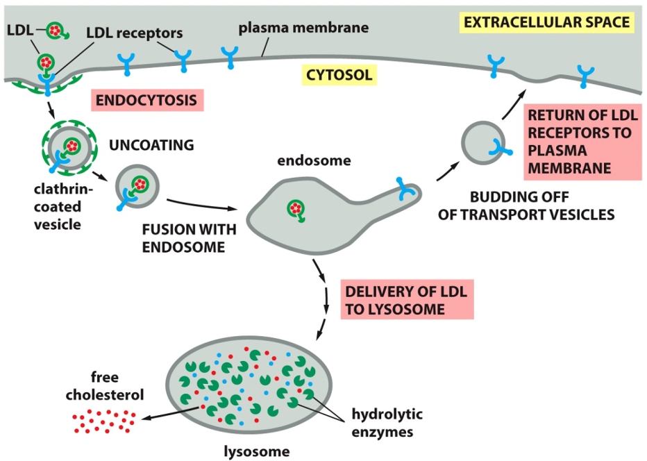 <p>The Pathway for Cholesterol Uptake</p><p></p><ol><li><p><strong>Binding and Capture:</strong> LDL particles, which are rich in cholesterol, circulate in the bloodstream. They bind to specific <strong>LDL receptors</strong> on the cell's surface. This binding triggers the formation of a</p><p><strong>clathrin-coated vesicle</strong> that brings the LDL and its receptor into the cell.</p><p></p></li><li><p><strong>Sorting:</strong> The vesicle sheds its clathrin coat and fuses with an <strong>endosome</strong>, a mildly acidic sorting organelle within the cell. The acidic environment causes the LDL particle to detach from its receptor.</p><p></p></li><li><p><strong>Receptor Recycling:</strong> This is a key step for efficiency. The now-empty LDL receptors are sorted into new transport vesicles that bud off from the endosome and return to the plasma membrane, ready to capture more LDL.</p><p></p></li><li><p><strong>Cholesterol Release:</strong> The LDL particle is transported from the endosome to the <strong>lysosome</strong>. Here, powerful hydrolytic enzymes break down the LDL, releasing</p><p><strong>free cholesterol</strong> into the cytosol where the cell can use it.</p></li></ol><p></p>