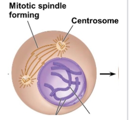 <ol><li><p>mitotic spindle forms (Centrosomes and fibers)</p></li><li><p>Centrosome encloses 2 centrioles</p></li><li><p>Chromatin fibers begin coiling up to form condensed chromosomes</p></li></ol><p></p>