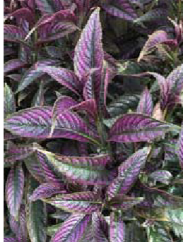 <p>Strobilanthes dyerianus </p>