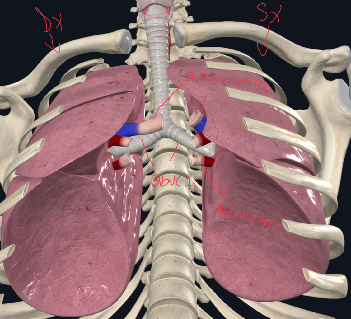 <p>Radice del polmone (peduncolo)</p><p>Ilo Polmonare</p>
