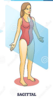 <p>Line goes vertically through middle of the body</p><p>Separates left/right side of the body</p>