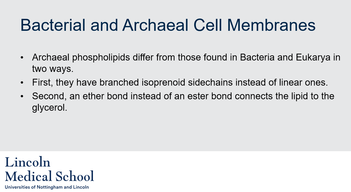 <p>Archaeal phospholipids differ from those found in Bacteria and Eukarya in two ways. Firstly, they have branched isoprenoid sidechains instead of linear ones. Secondly, an ether bond instead of an ester bond connects the lipid to the glycerol.</p>