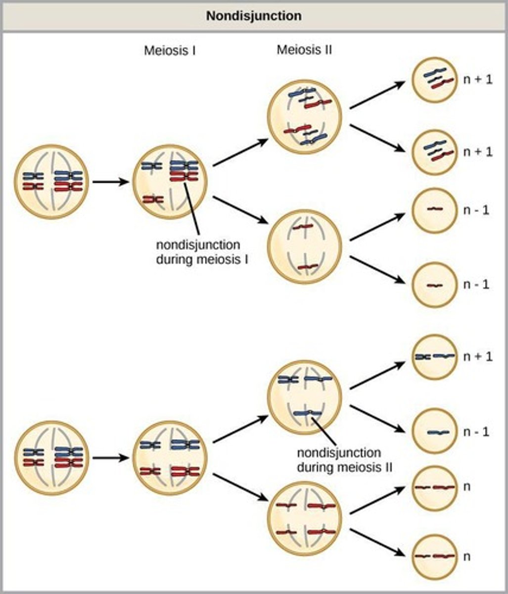 <p>Causes errors in chromosome #</p><p>Trisomy 21 (Down Syndrome) and monosomy X (Turners Syndrome</p><p>also common cause of early miscarriage</p>