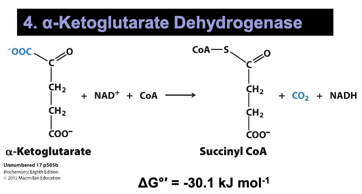 <p>4:&nbsp;α-Ketoglutarate Dehydrogenase</p><ul><li><p>Very similar mechanism as pyruvate dehydrogenase (contains lipoamide and TPP cofactors)</p></li><li><p>Oxidative decarboxylation to release second CO2</p></li><li><p>NADH is generated</p></li><li><p>Energy is stored on a thioester product→ Succinyl CoA</p></li></ul><p></p>