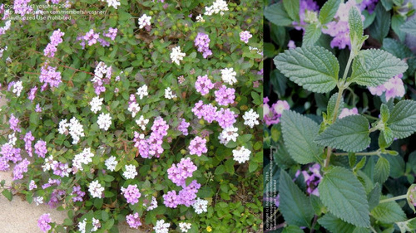 <p>Lantana montevidensis</p>