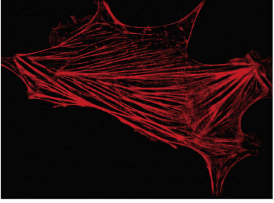 Microfilaments