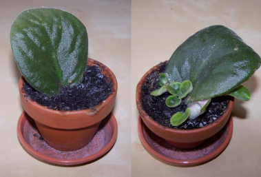 <p>whole leaf cutting with petiole attached, ie: peperomia</p>