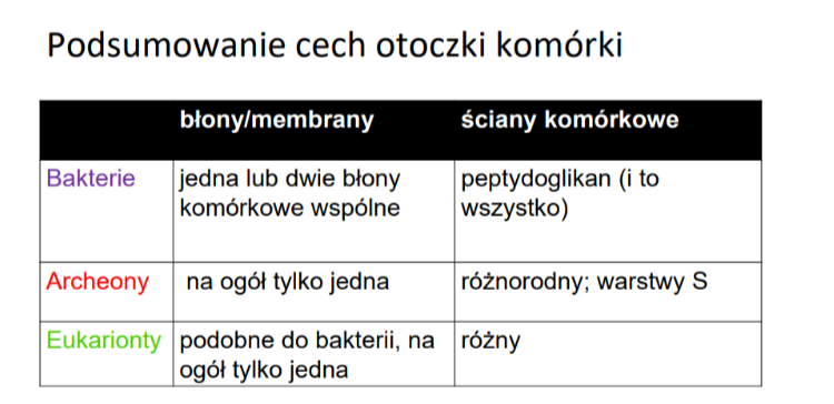<p>Archeony to głównie ekstremofile, nie infekują organizmów</p><p>Błony u archeonów:</p><p>● Archeony zazwyczaj posiadają jedną błonę komórkową.</p><p>● Błony archeonów różnią się od bakterii i eukariontów budową ściany komórkowej (brak mureiny) oraz obecnością eterów, rozgałęzionych nienasyconych kwasów tłuszczowych i glicerolu przy jednoczesnym braku fosfolipidów w błonie komórkowej.</p><p>● Niektóre archeony posiadają monowarstwę lipidową zbudowaną z tetraglicerolu, co zapewnia większą stabilność w ekstremalnych warunkach.</p><p>● Ściana komórkowa archeonów może składać się z warstwy S (białkowej)</p>