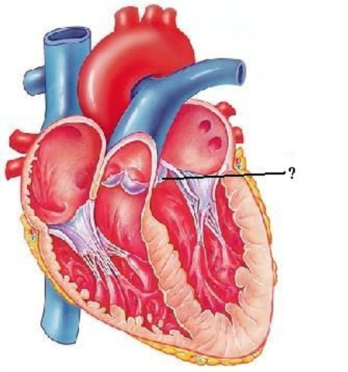 <p>aortic semilunar valve</p>