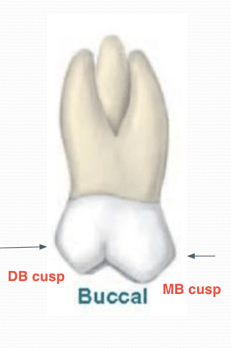 <p>-Shorter occlusocervically and narrower M-D than a Mx 1st molar</p><p>DB cusp tip is sharper than MB cusp tip (same as Mx 1st molar)</p><p>MB cusp is longer (different than Mx 1st molar where both B cusps are almost the same height)</p><p>B groove (further distal than on a Mx 1st molar)</p>