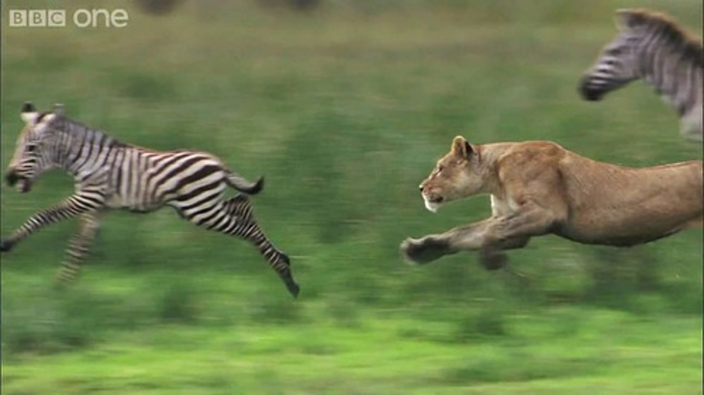 <p>chases, hunts</p>