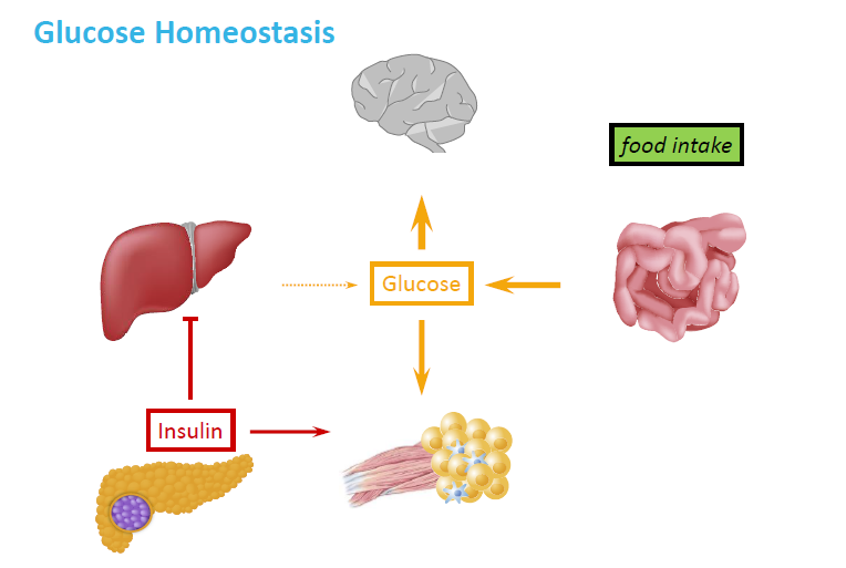 <p>How does the body maintain glucose homeostasis after eating?</p>