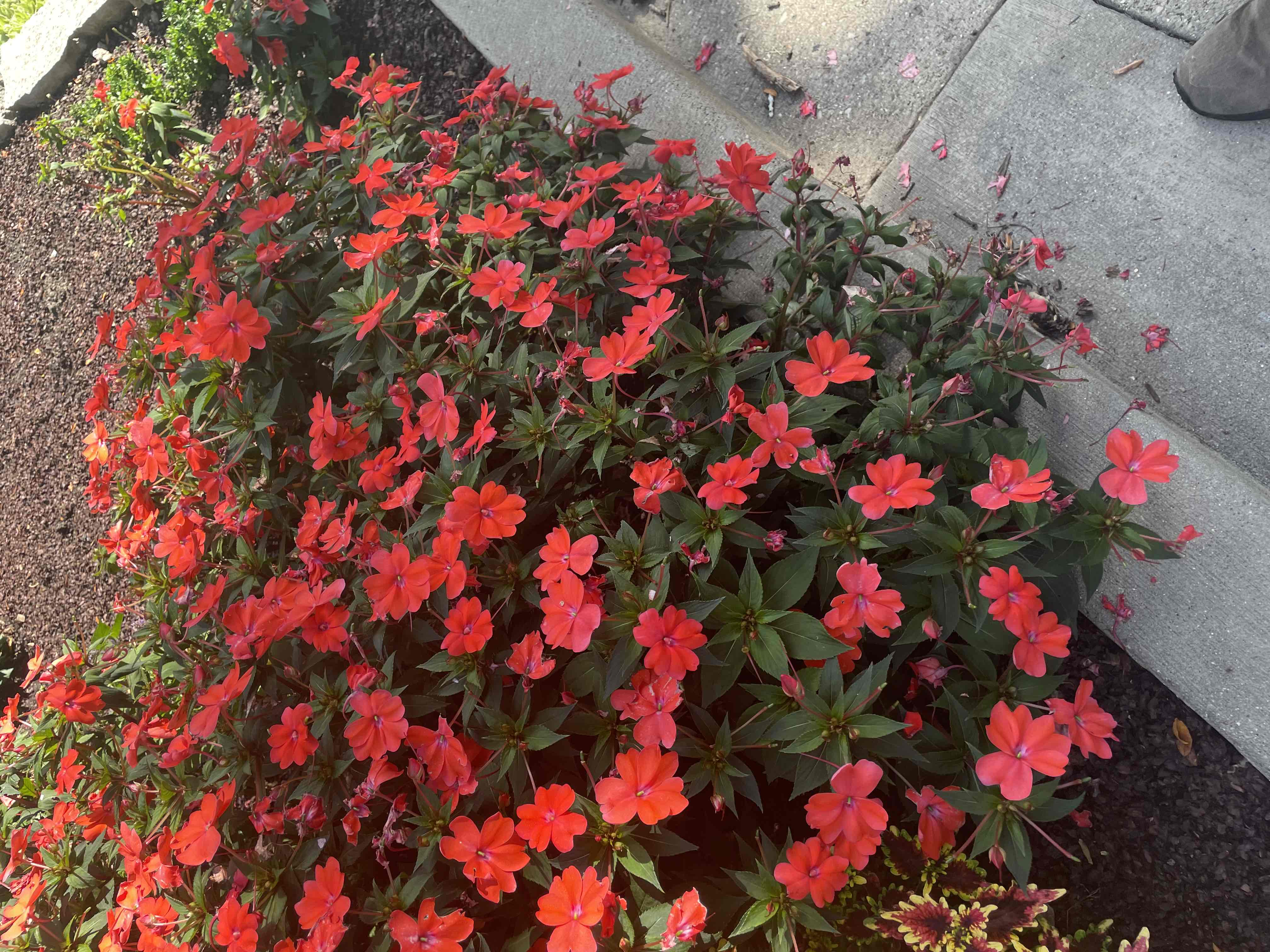 <p>Impatiens hawkeri</p>