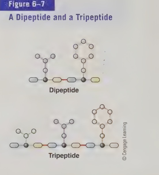 <ul><li><p>2 amino acids = dipeptide</p></li><li><p>3 amino acids = tripeptide</p></li><li><p>>3 amino acids = polypeptide </p></li></ul><p></p>