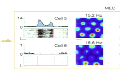 <p>What does this show in terms of MEC cells and response in different tasks?</p>