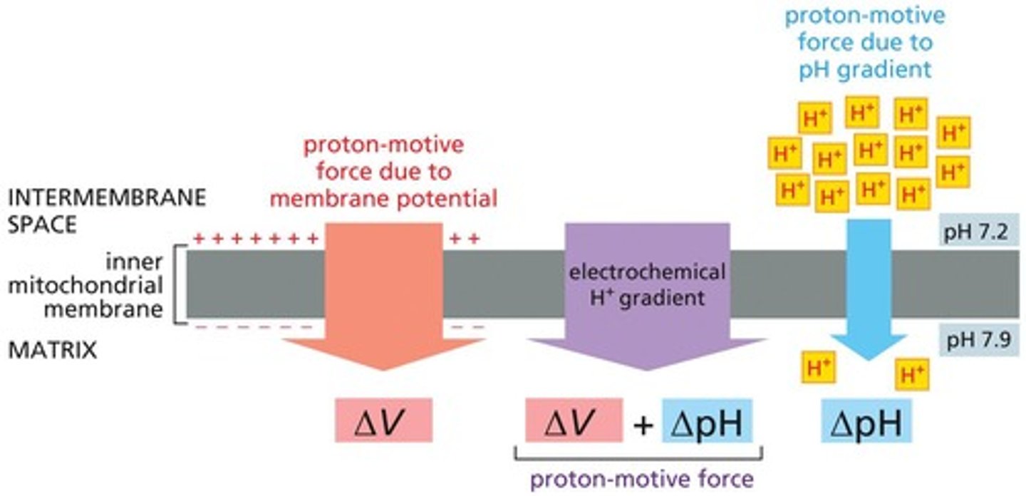 <p>Energy stored in the electrochemical gradient.</p>