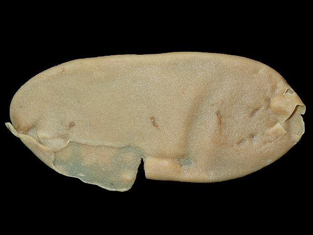 <p>Calcispongiae; body cavity is of the sycon type; skeleton is of calcareous type</p>