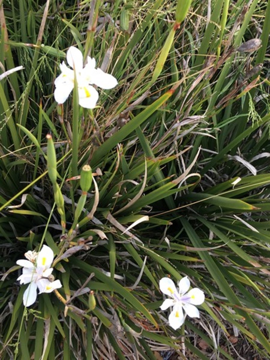 <p>Fortnight Lily</p>