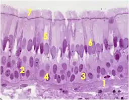 <p>Name the #7 structure</p>