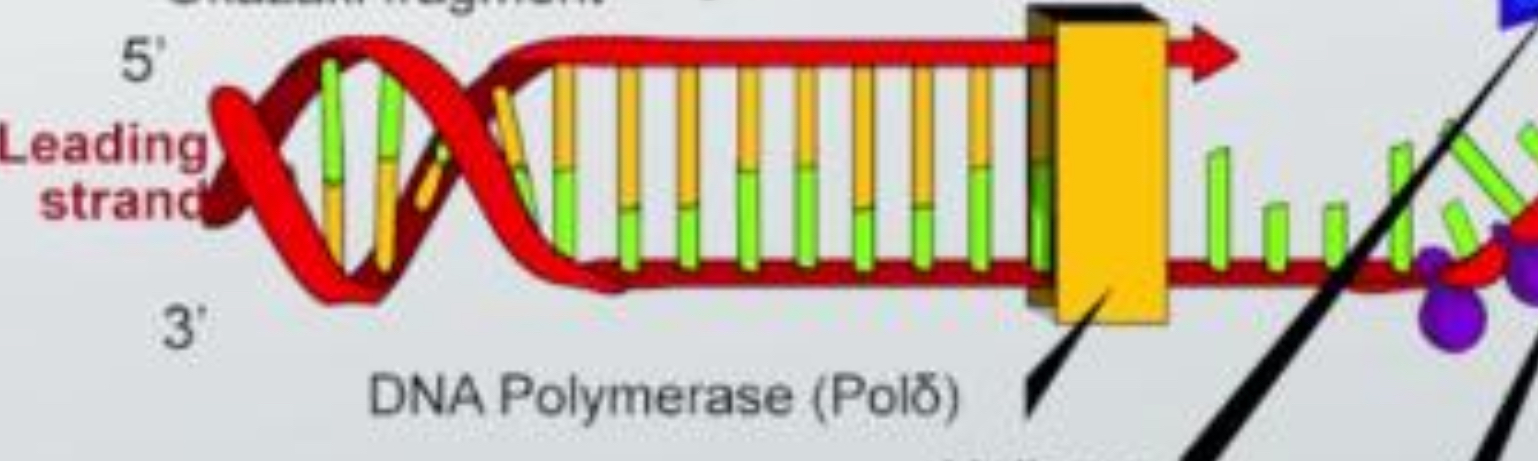 <p>an enzyme that catalyzes the formation of covalent bonds between nucleotides to form a strand of DNA.</p>