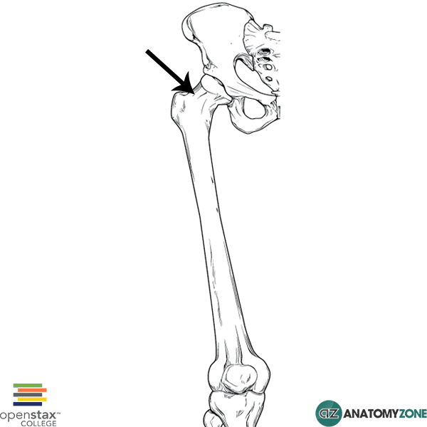 <p>What bone structure is this?</p>