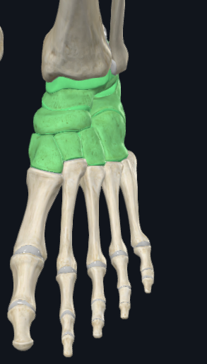 <p>What are these groups of bones called</p>