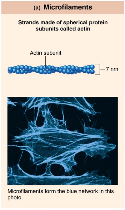 <p>Strands made of spherical protein units called actin</p>