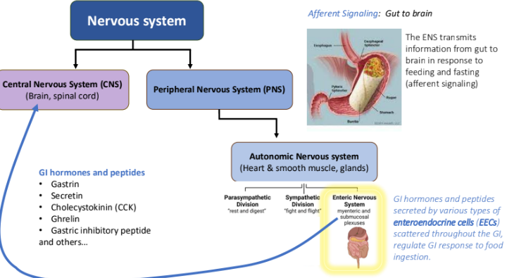 <p>enteroendocrine cells (EECs); GI response to food ingestion.</p>