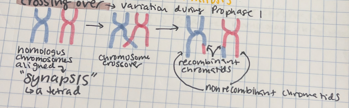 <p>part of Prophase</p><ul><li><p>homologous chromosomes align in synapsis into tetrads (<span>a group or set of four) </span>(the pairing of homologous chromosomes)</p></li><li><p>chromosomes cross over</p></li><li><p>= recombinant chromatids</p></li></ul><p></p>