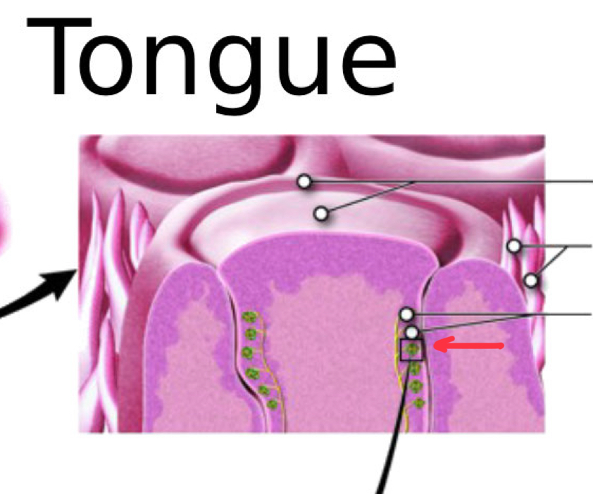 <p>What is the term for the large papillae located at the back of the tongue?</p>