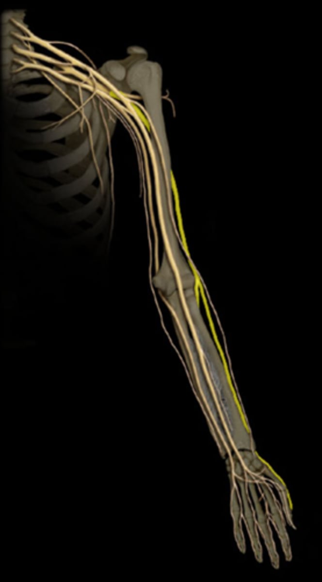 <p>Extensors of arm/forearm</p>