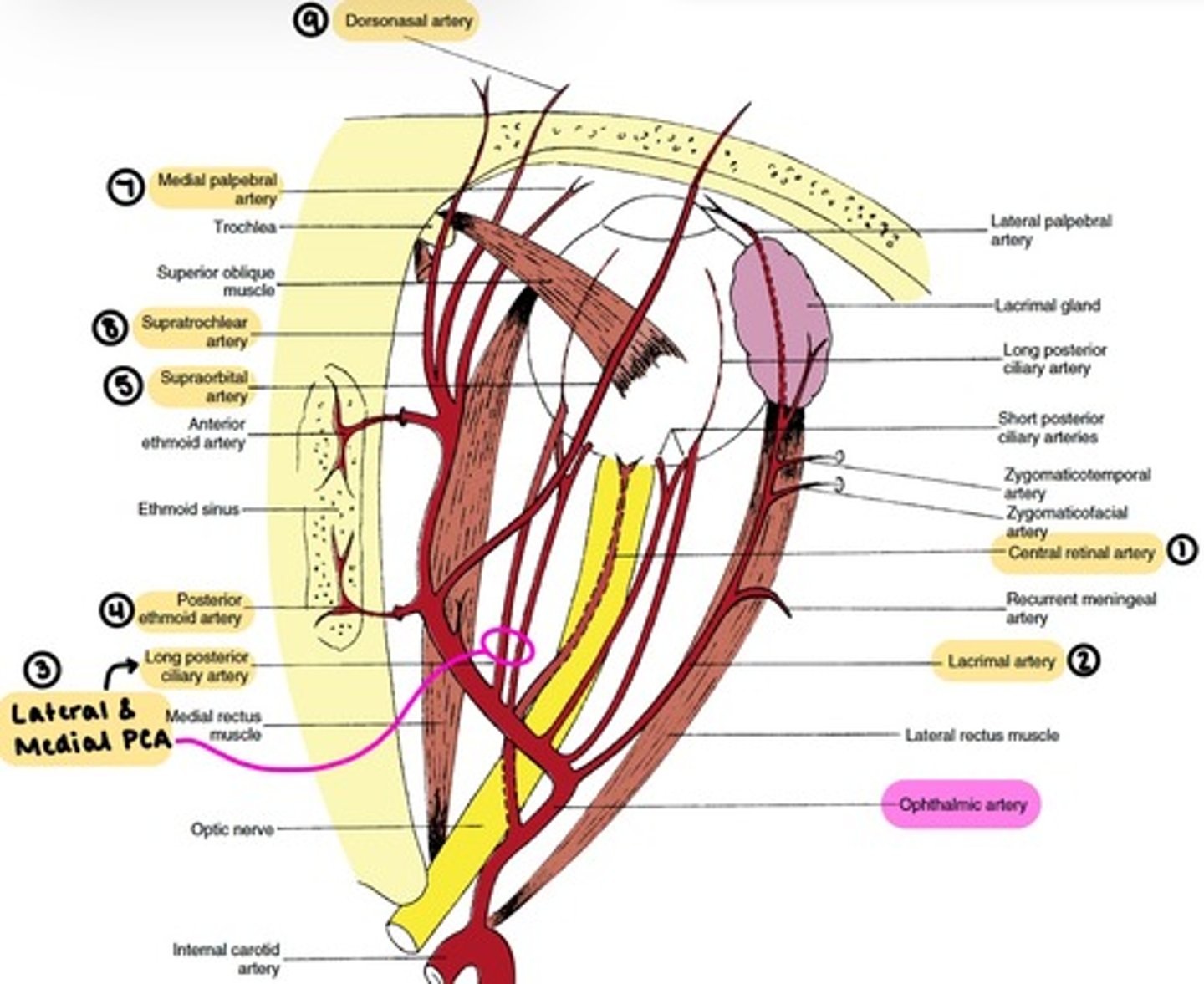 <p>the main blood supply to the globe and ocular adnexa.</p><p></p><p>enters the orbit through the <strong>Optic foramen.</strong></p><p></p><p><span style="text-decoration:underline">branches:</span></p><p>1. Central Retinal</p><p>2. Lacrimal</p><p>3. Lateral &amp; Medial Posterior Ciliary (→Long &amp; Short PCAs)</p><p>4. Ethmoidal</p><p>5. Supraorbital</p><p>6. Muscular (Lateral &amp; Medial)</p><p>7. Medial Palpebral (Superior &amp; Inferior)</p><p>8. Supratrochlear</p><p>9. Dorsonasal</p>