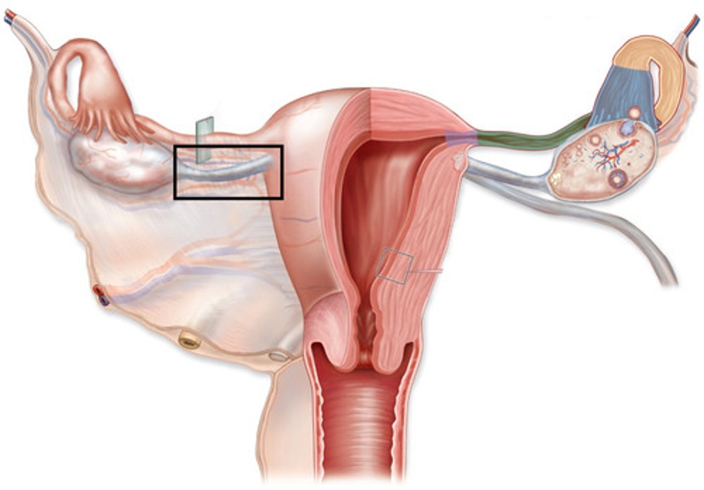<p>attaches ovary to uterus (first)</p><p>-off side of ovary</p>