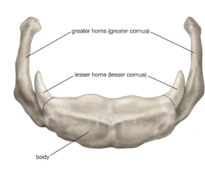 <p>hyoid bone</p><p>-greater horn/ greater cornu</p><p>-lesser horn/ lesser cornu</p><p>-body</p>
