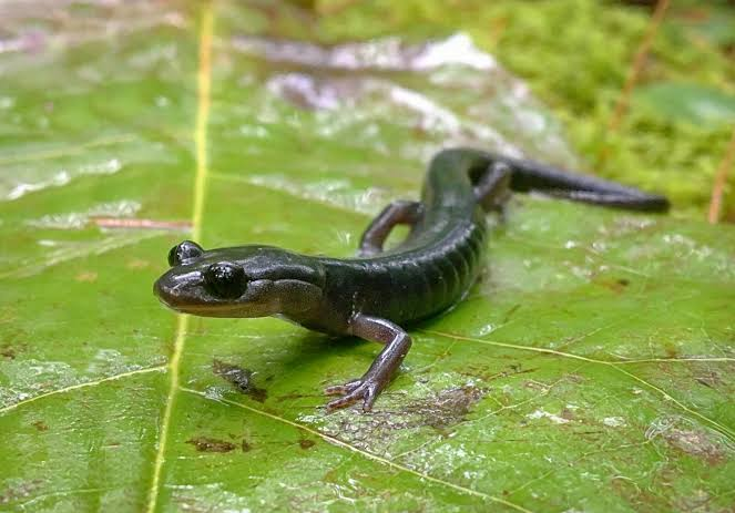 <p>Caudata : Plethodontidae : Plethodontinae</p>