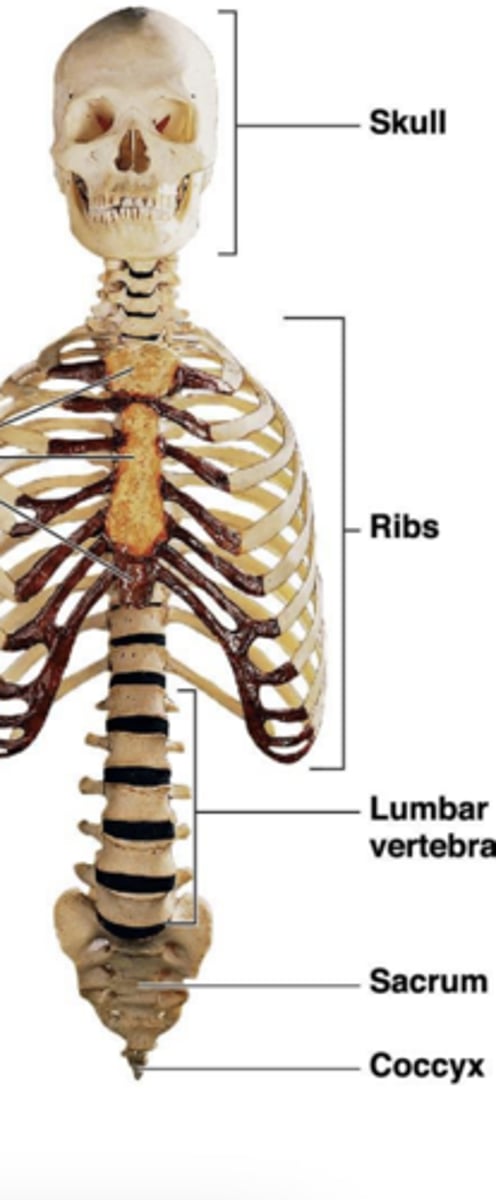 <p>Sight • Hearing • Taste • Smell • Balance</p>