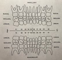 <p>Anterior View</p>