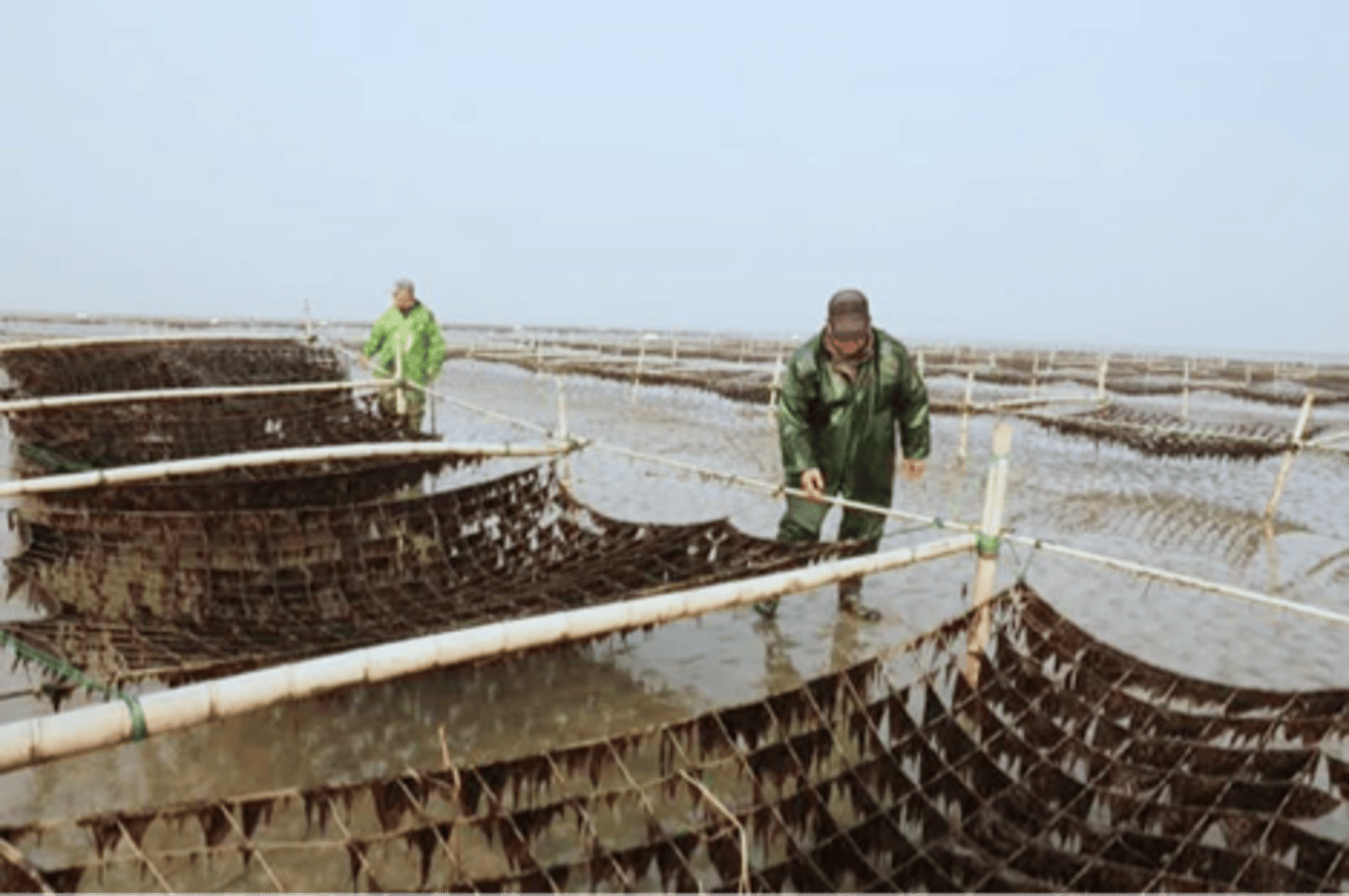 <p>E: Eukaryota</p><p>K: Plantae</p><p>P: Rhodophyta</p><p>C: Bangiophyceae</p><p>O: Bangiales</p><p>F: Bangiaceae</p><p>G: Pyropia</p><p>one of the most commercially valuable seaweeds; (formerly Porphyra)</p>