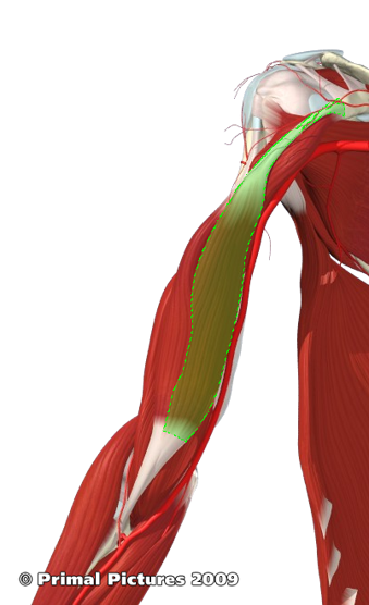 <p>Biceps Brachii (Long head) + (short head)</p>