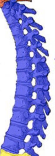 <p>Long section of vertebrae, making up the upper back of the organism.</p>