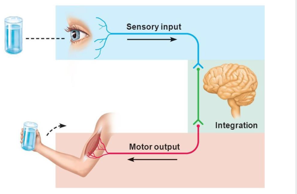 <p>• Sensory Input </p><p>• Integration </p><p>• Motor Output</p><p>(it like negative feedback mechanism or homeostasis)</p><p>(thirsty is stimulus. Photoreceptor in your eyes is receptor. The sensory input is afferent neuron. It go to the interneuron in central neuvous system is control center. Motor output is efferent signal. The muscle is effector.)</p><p>(if you touch something hot, you pull your hand away. This is also homeostatic or negative feedback mechanism)</p>