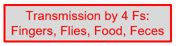 <p>Via the <strong>"4 Fs"</strong>—Fingers, Flies, Food, and Feces—mainly through poor hygiene and contaminated hands.</p>