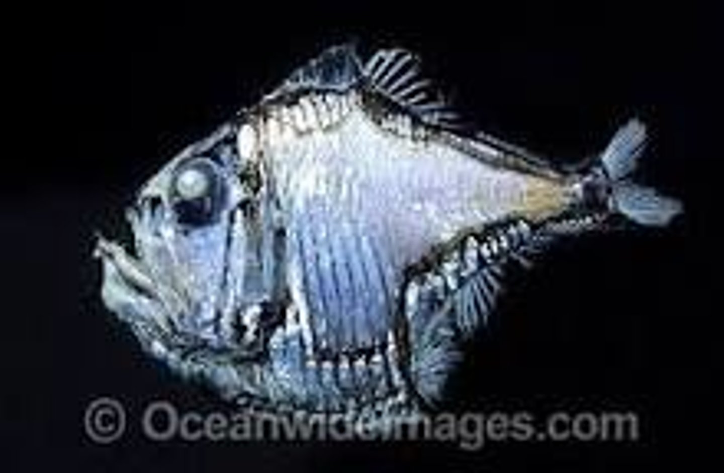 <p>Stomiiformes-Hatchetfish</p>
