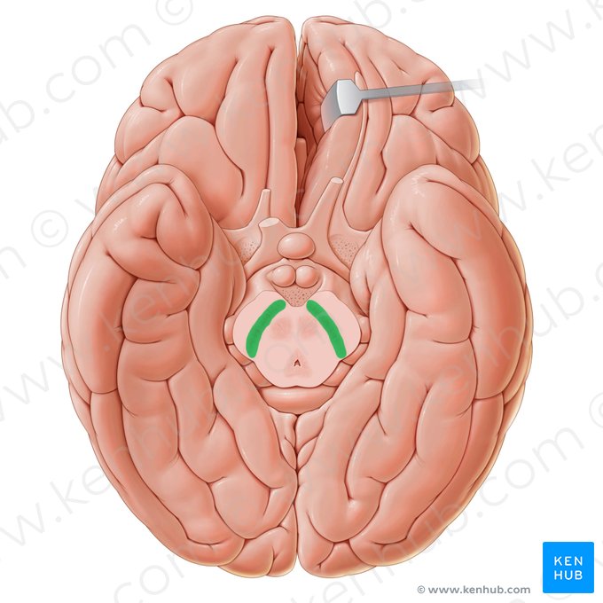 <p>Substantia nigra</p>