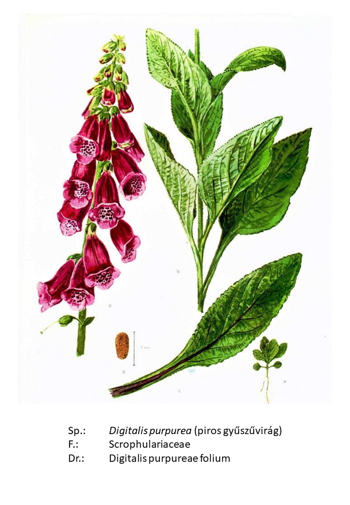 <p>piros gyűszűvirág</p>