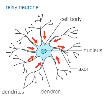 knowt flashcard image