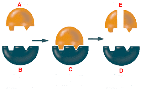 <p>Identify Structure E</p>