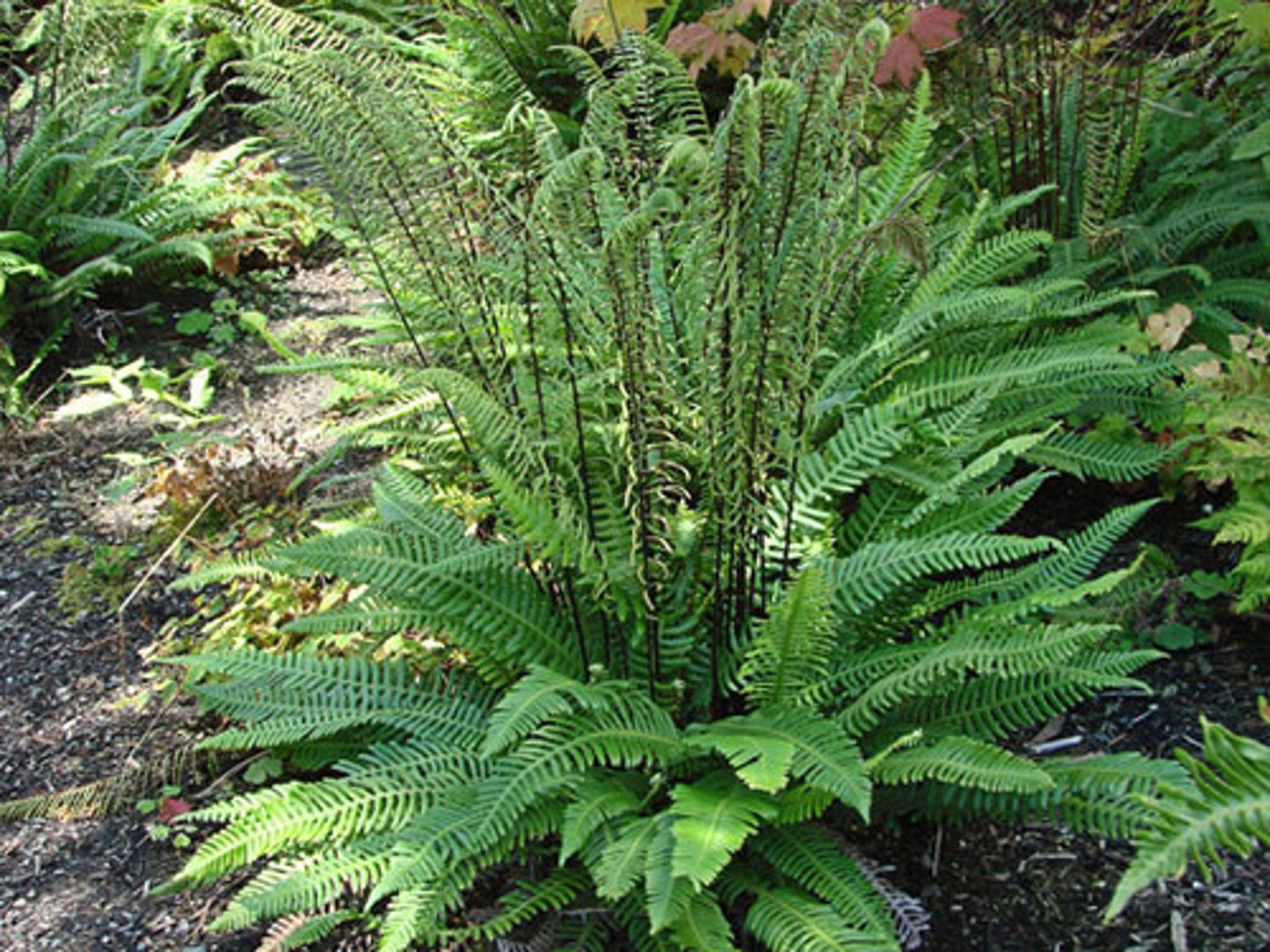 <p>Dual Frond Strategy</p><p>- Has two types of fronds: sterile spreading fronds (for photosynthesis) and upright fertile fronds (releasing spores for reproduction).</p><p>- Compact growth form compared to sword fern.</p><p>“Deer” Fern</p><p>Browsed by deer, especially in winter when few other green plants remain</p><p>More delicate in texture, making it more palatable than other ferns like sword fern</p><p>Ferns and spores</p><p>In general, ferns are an incredibly ancient plant (hundreds of millions of years) and come in many shapes and sizes around the world.</p><p>Ferns use spores to reproduce (spores are tiny reproductive cells released from the undersides of fertile fronds; when they land in a moist, shady place, they can grow into a small, heart-shaped plant that starts the next stage of the fern life cycle.)</p>