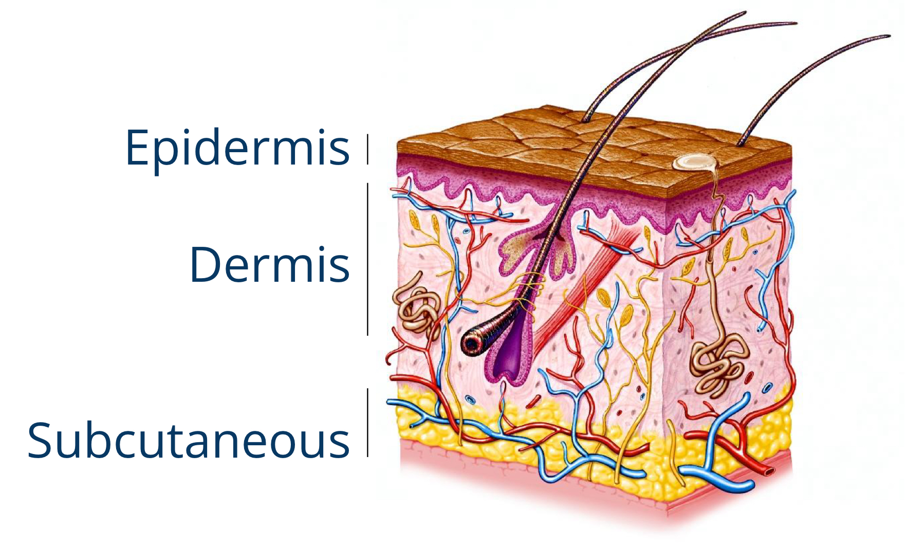 <ul><li><p>outermost layer of skin</p><ul><li><p>epithelial tissue</p></li><li><p>no blood vessels</p></li><li><p>no bleeding if scraped</p></li></ul></li><li><p>contains keratin</p><ul><li><p>hard protein that makes up hair and nails</p></li></ul></li><li><p>melanocyte (skin cell) makes the pigment melanin</p><ul><li><p>gives skin its color</p></li></ul></li><li><p>skin color changes</p></li></ul><p></p>