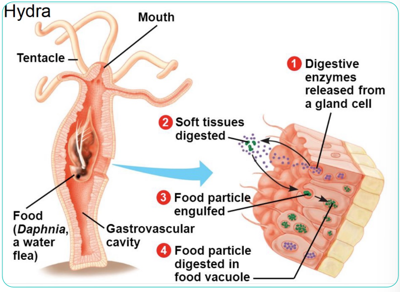 <ol><li><p>Digestive enzymes released from a gland cell</p></li><li><p>soft tissue digested</p></li><li><p>food particles engulfed</p></li><li><p>food particle digested in food vacuole</p></li></ol>